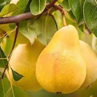Taylor’s Gold Pear Fruit Seeds for Planting – Sweet, Hardy Pears, Heirloom &amp; Non-GMO Seeds for Home Gardens High Germination Organic Garden Seeds