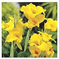 Canna Lily Flower Seeds Yellow – Heirloom, Non-GMO, High Germination Organic Garden Seeds