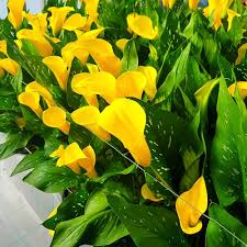 Yellow Aethiopica Calla Lilly Flower Seeds – Heirloom, Non-GMO, High Germination