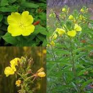 Yellow Primrose Flower Seeds – Heirloom Non-GMO High Germination Organic Garden Seeds