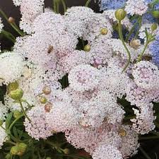Pink Lace Flower Seeds – Heirloom, Non-GMO, High Germination Organic Garden Seeds for Planting