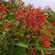 Semillas de flores Hamelia Patens – Reliquia, sin OMG, semillas de alta germinación para plantar