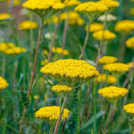 Yellow Filipendulina Flower Seeds – Heirloom Non-GMO High Germination Organic Seeds