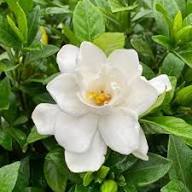 White Gardenia Jasminoides Flower Seeds Heirloom Non-GMO High Germination Organic Garden Seeds for Planting