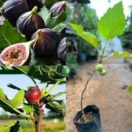 Mixed Fig Fruits Seeds – Heirloom, Non-GMO, High Germination Organic Garden Seeds