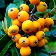Orange Loquat Medlar Fruit Tree Seeds for Planting – Heirloom, Non-GMO, High Germination Organic Garden Seeds for Sweet Tangy Fruits