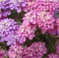 Mixed Iberis Flower Seeds – Heirloom, Non-GMO, High Germination Seeds