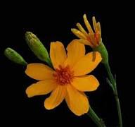 Yellow Tagetes Lemmonii Flower Seeds Heirloom Non-GMO High Germination Organic Seeds