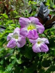 Violet Chablis Flower Seeds – Heirloom Non-GMO High Germination Organic Garden Seeds