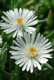 White Delosperma Flower Seeds Heirloom Non-GMO High Germination Organic Garden Seeds for Planting