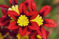 Red Sparaxis Flower Seeds – Heirloom, Non-GMO, High Germination Organic Garden Seeds
