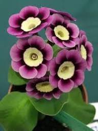 Semillas de flores de Prímula Púrpura – Semillas orgánicas de jardín para plantar, reliquia, sin OMG, alta germinación