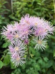 Pink Thalictrum Aquifolium Flower Seeds Heirloom Non-GMO High Germination Organic Garden Seeds for Planting
