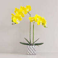 Yellow Phalaenopsis Flower Seeds for Planting | Heirloom Non-GMO High Germination Organic Garden Seeds