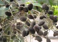 Jamun Seeds Brown for Planting – Heirloom Non-GMO High Germination Organic Garden Seeds