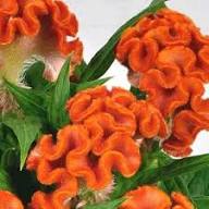 Cockscomb Flower Seeds Orange – Heirloom, Non-GMO, High Germination Organic Garden Seeds for Planting