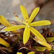 Yellow Asphodeline Flower Seeds for Planting – Heirloom, Non-GMO, High Germination Organic Garden Seeds