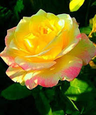Yellow Pink Rose Flower Seeds Heirloom Non-GMO High Germination Organic Garden Seeds for Planting