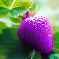 Purple Strawberry Fruit Seeds for Planting – Heirloom Non-GMO High Germination Organic Garden Seeds