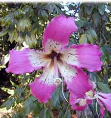 Semillas de flores de Chorisia rosada – Cimarrón, sin OGM, semillas orgánicas de alta germinación para plantar en el jardín