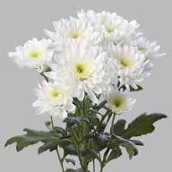 Perennial Chrysanthemum Flower Seeds White Heirloom Non-GMO High Germination Organic Garden Seeds for Planting
