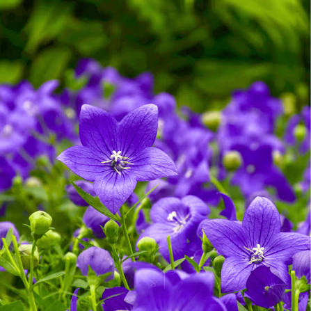 Flor de campanilla violeta para plantar Platycodon Grandiflorus para jardín en casa y jardín urbano