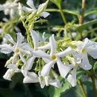 White Trachelospermum Flower Seeds Heirloom Non-GMO High Germination Organic Garden Seeds for Planting