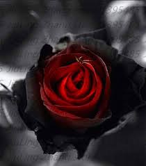 Semillas de flores de Rosa Negra con Borde Rojo para plantar Semillas de jardín orgánicas reliquia no transgénicas de alta germinación