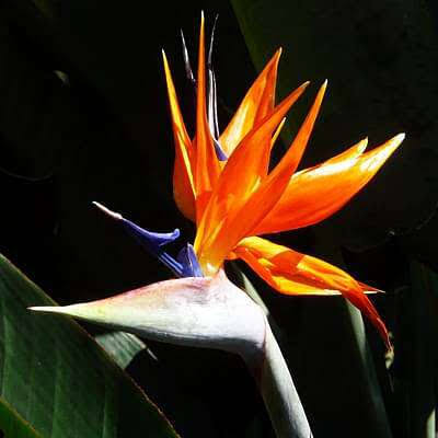 Gilliesii Bird of Paradise Flower Seeds | Heirloom Non-GMO for Planting