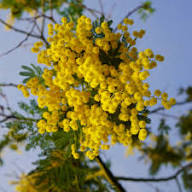 Yellow Mimosa Flower Seeds – Heirloom, Non-GMO, High Germination Organic Seeds
