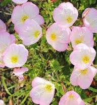 Prairie-Blumensamen – Alte Sorten, gentechnikfrei, hohe Keimfähigkeit, Bio-Gartensamen zum Pflanzen
