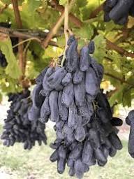 Mixed Finger Grapes Seeds – Heirloom, Non-GMO, High Germination Organic Garden Seeds for Planting