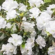 White Azalea Flower Seeds – Heirloom, Non-GMO, High Germination Organic Garden Seeds for Planting