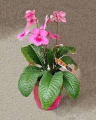 Streptocarpus Flower Seeds Light Pink for Planting – Heirloom, Non-GMO, High Germination Organic Garden Seeds