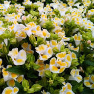 Yellow Torenia Flower Seeds Heirloom Non-GMO High Germination Organic Garden Seeds