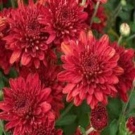 Rare Red Chrysanthemum Flower Seeds Heirloom Non-GMO High Germination Organic Garden Seeds for Planting