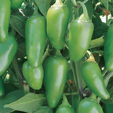 Early Jalapeno vegetable seeds for planting heirloom non-GMO garden seeds grow at home naturally