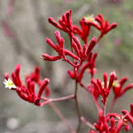 Semillas de flores de Anigozanthos rojas para plantar, reliquia, sin OMG, alta germinación, semillas de jardín orgánicas