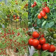 Tsifomandra Tomato Plant Seeds – Heirloom, Non-GMO, High Germination Organic Garden Seeds