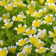 Limnanthes Flower Seeds White Yellow – Heirloom Non-GMO High Germination