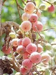 Sycomore Fig (Ficus sycomorus) Seeds – Rare Egyptian African Fig, Heirloom &amp; Non-GMO Seeds for Planting