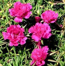 Portulaca Flower Seeds Pink Heirloom Non-GMO High Germination Organic Garden Seeds for Planting