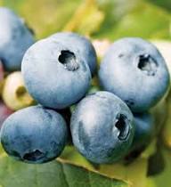 Jewel Blueberries Fruit Seeds for Planting – Heirloom, Non-GMO, High Germination Organic Garden Seeds for Fresh Sweet Blueberries