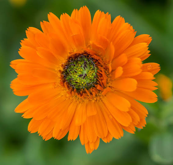 Greenheart Orange Calendula Flower Seeds for Planting Heirloom Non-GMO Garden Seeds
