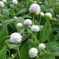 White Gomphrena Flower Seeds for Planting Heirloom Non-GMO High Germination Organic Garden Seeds