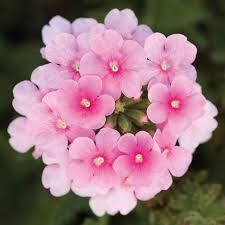 Verbena Flower Seeds White Pink – Heirloom, Non-GMO, High Germination Organic Seeds