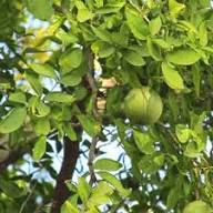 Green Quince Seeds for Planting – Heirloom Non-GMO High Germination Organic Garden Seeds