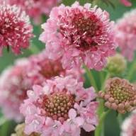 Pink Scabiosa Atropurpurea Flower Seeds for Planting – Heirloom, Non-GMO High Germination Organic Garden Seeds