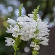 Semillas de flores de Physostegia Virginiana Blanca para plantar – Orgánicas, Heirloom, sin OMG, de alta germinación, para jardín