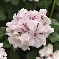 White Pelargonium Peltatum Flower Seeds – Heirloom, Non-GMO, High Germination Organic Garden Seeds for Planting